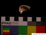 L_V22d6749 J3q87.2 Tx04 dM sh f38.JPG